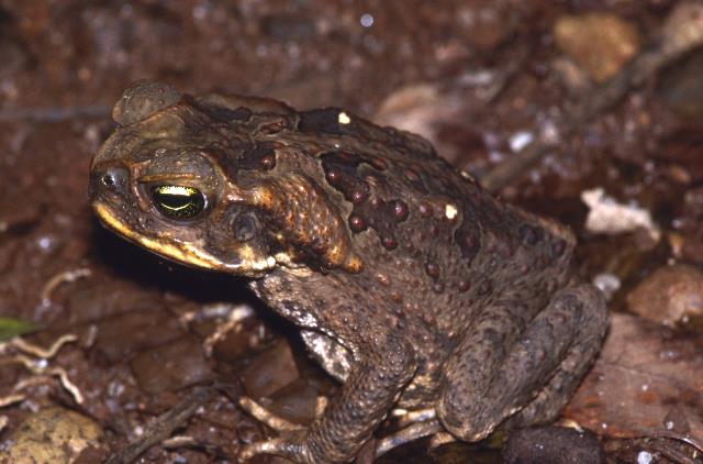 Bufo Marinus