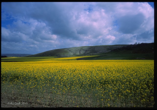Canola hill fr15-16