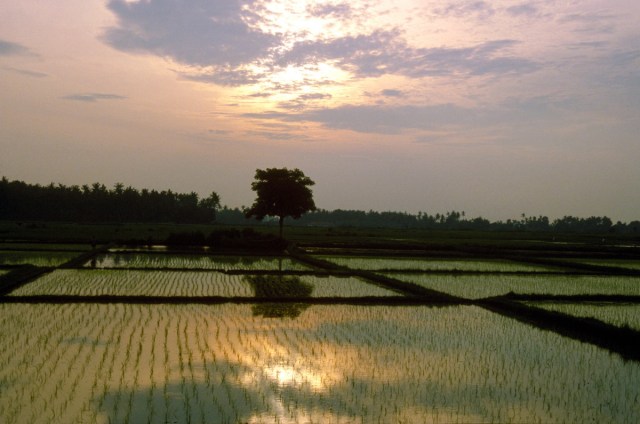 Bali smoke paddy sun W185b