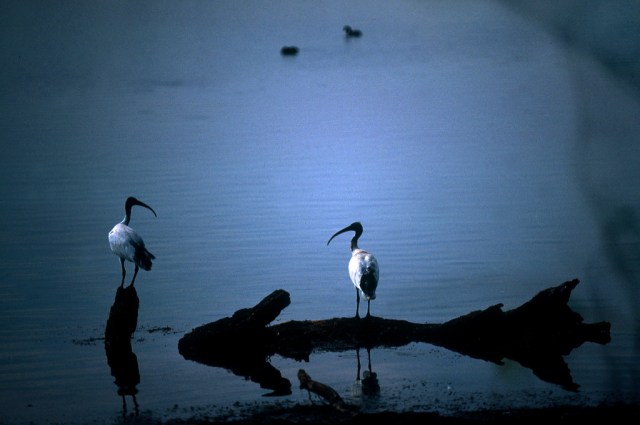 Ibises 601 cropped