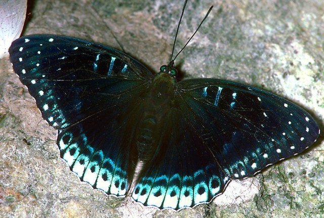 Blue butterfly 84