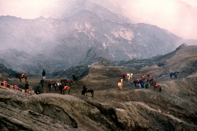 Bromo horses 54