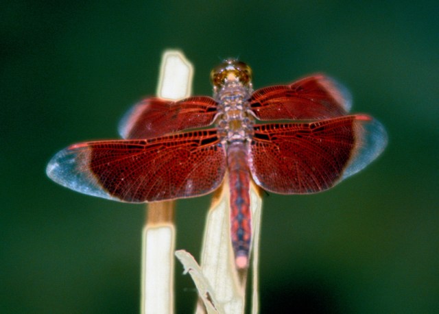 Red dragonfly 50