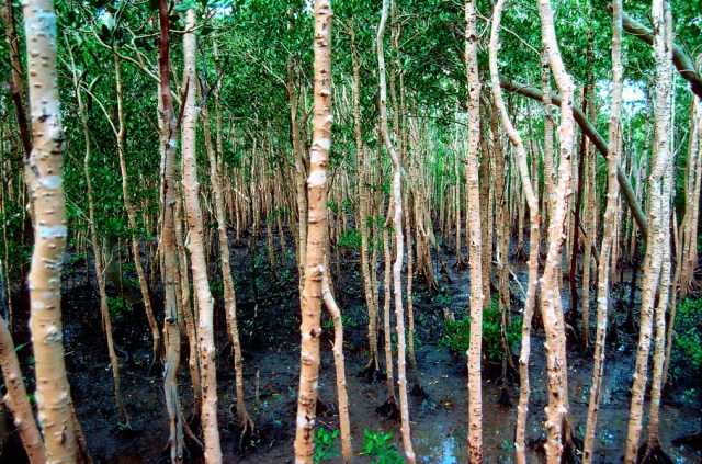Mangroves G136