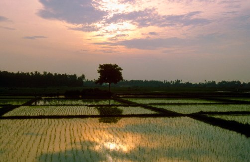 Bali smoke paddy sun W185b