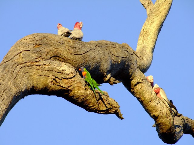 080602-F100-009-200ISO-400mm